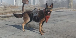 Fallout 4 Companions: Dogmeat