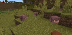 Where to Find Armadillos in Minecraft