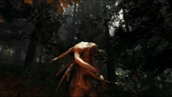 The Forest Screenshots