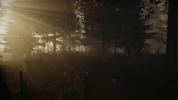 The Forest Screenshots