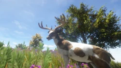 Animallica Screenshots