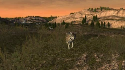 Скриншот к игре WolfQuest