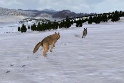 WolfQuest Screenshots