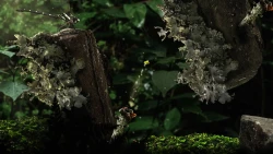 Seedlings Screenshots