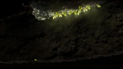 Seedlings Screenshots