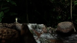 Seedlings Screenshots