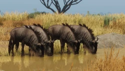 Planet Zoo: Grasslands Animal Pack Screenshots