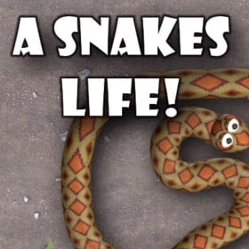 A Snakes Life