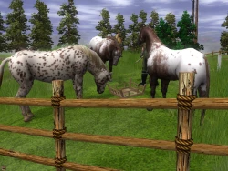 Скриншот к игре Wildlife Park 2: Horses