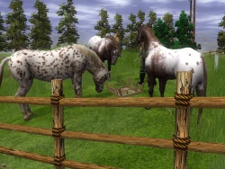 Wildlife Park 2: Horses Screenshots