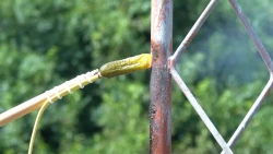  You can use hot dogs and pickles as speakers by placing them against an AM radio antenna. Also, don’t do that